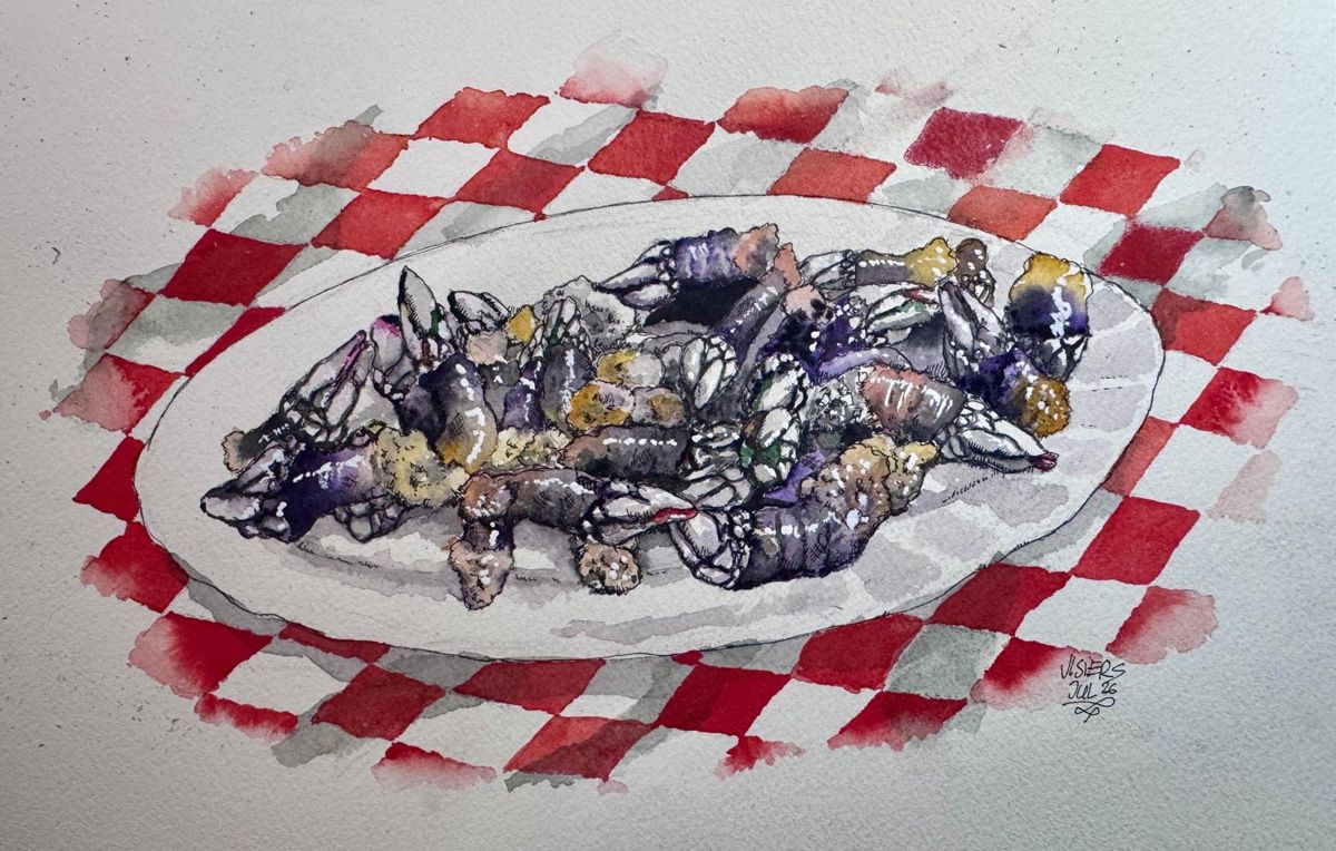 Plate of goose barnacles, watercolour by Nacho Visiers